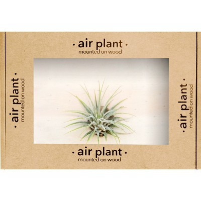Microgarden Air Plant Ionantha
