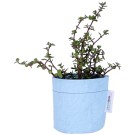 Growbag Regular Blue Planter