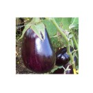 Livingseeds Brinjals 