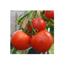 Livingseeds Tomatoes 