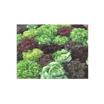 Livingseeds Lettuce 