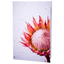 Growing Paper Card - Protea