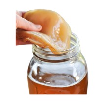 Crafty Cultures Kombucha Scoby